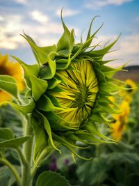 Close-up of sunflower plant