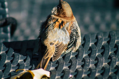 Close-up of bird perching