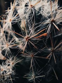 Full frame shot of wilted dandelion