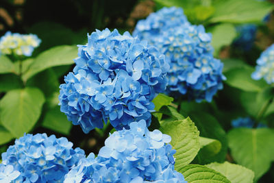 Close-up of blue hydrangea flowers