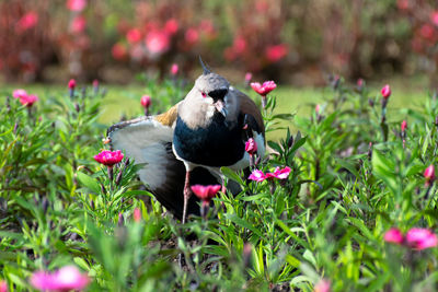 Bird amidst plants at park