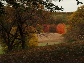 Silhouette of trees in field