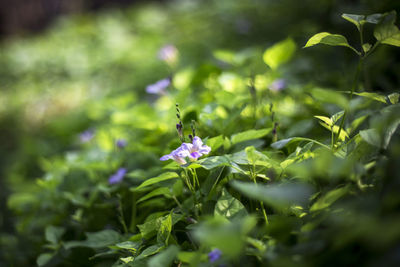 Close-up of purple flowering plant