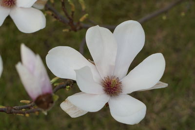 Close-up of white flowers