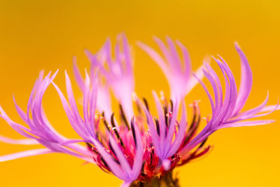 Close-up of pink flower against yellow background