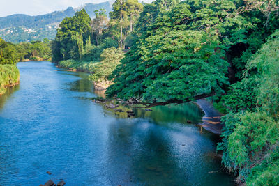 River amidst trees in forest