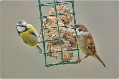 Close-up of sparrow and blue tit on bird feeder