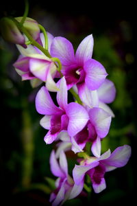 Close-up of purple flowers