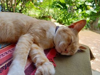 Close-up of a dog sleeping