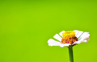 Close-up of a flower