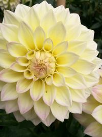 Macro shot of yellow flower