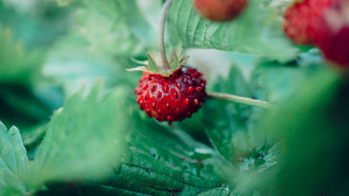 Close-up of strawberry on plant