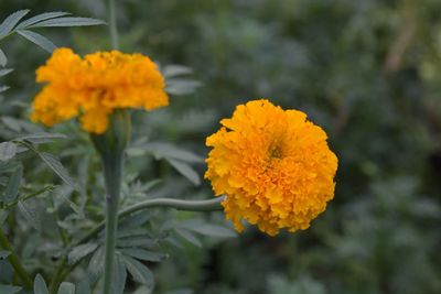 Close-up of marigold blooming outdoors