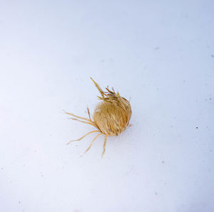 Close-up of insect on white background