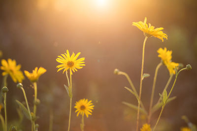 Yellow flowers growing on field during sunny day