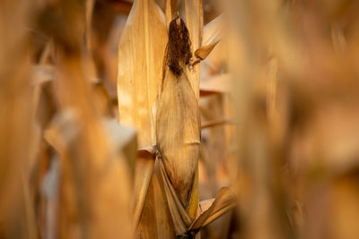 Close-up of dried corn with light-brown stems and leaves. ready for harvest in rural thailand