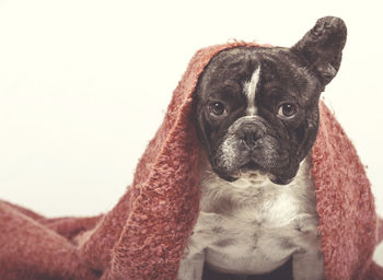 Close-up of dog looking at camera