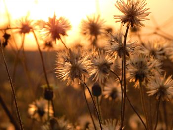 Close-up of flowering plants on field