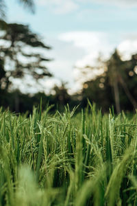 Close-up of grass growing in field