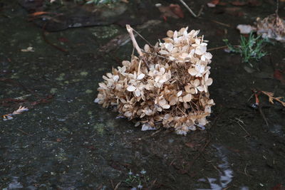 High angle view of white flowers growing on field
