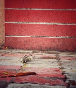 Close-up of butterfly on brick wall