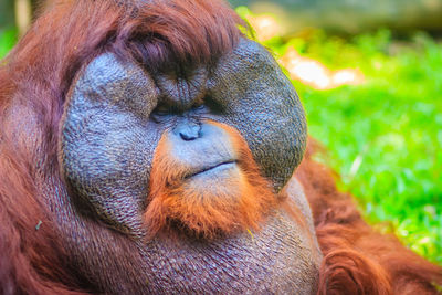 Close-up of a monkey looking away