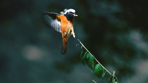 Close-up of bird flying