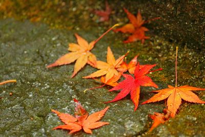 Close-up of maple leaves