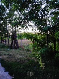 Trees and grass against sky