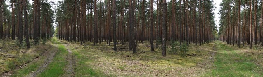 Trees in forest