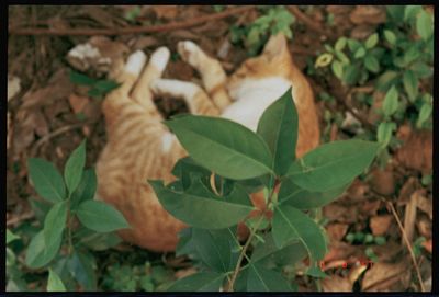 Close-up of plant in autumn leaves