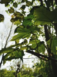 Close-up of leaves against blurred background