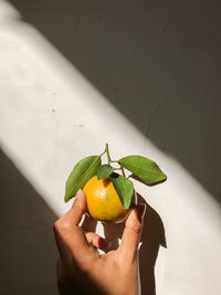 Close-up of hand holding orange fruit