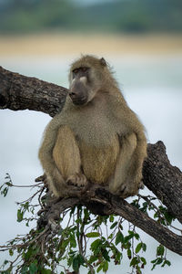 Low angle view of monkey