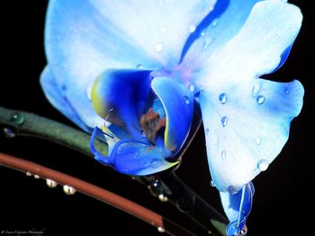 Close-up of wet blue flower
