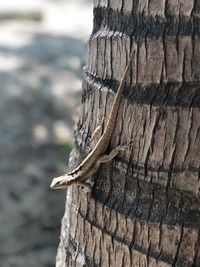 Close-up of driftwood on wooden post