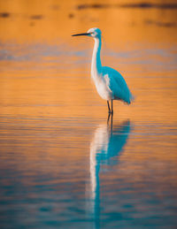 Gray heron on lake