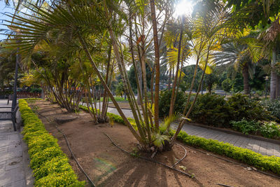 Footpath by palm trees in park