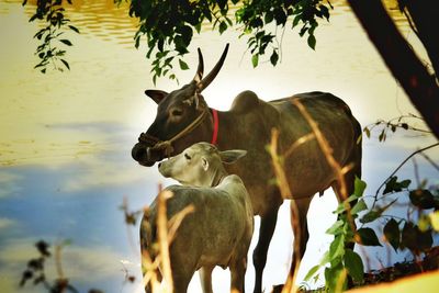 Deer in a lake