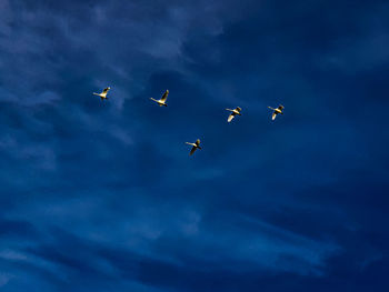 Low angle view of birds flying in sky