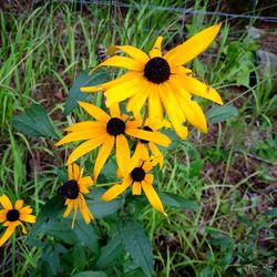 Close-up of yellow flowers