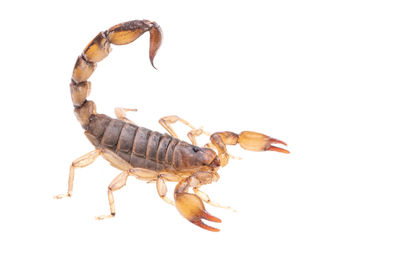 scorpion