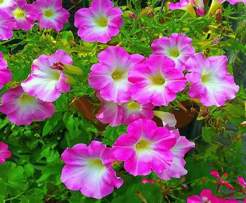 High angle view of pink flowering plants