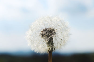 Close-up of dandelion against white background