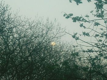 Low angle view of flower tree against sky