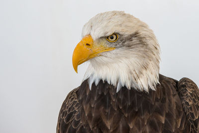 Close-up of eagle against gray background