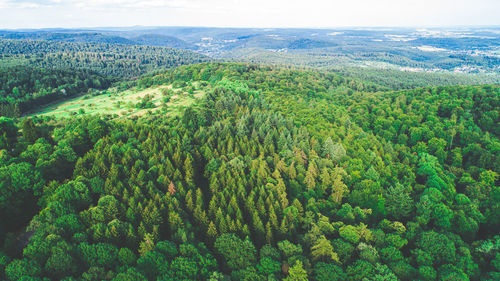 High angle view of plants growing on land