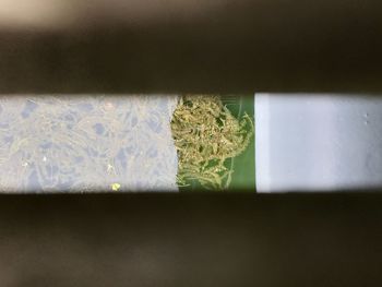 Close-up view of leaf