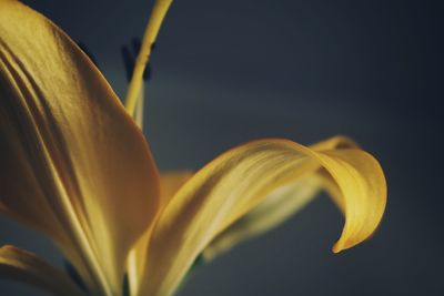 Close-up of plant