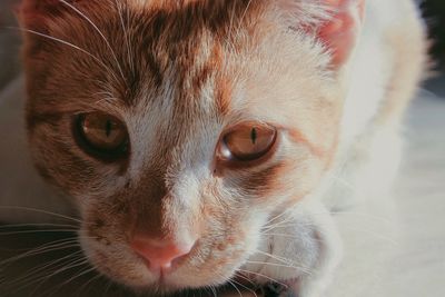 Close-up portrait of a cat